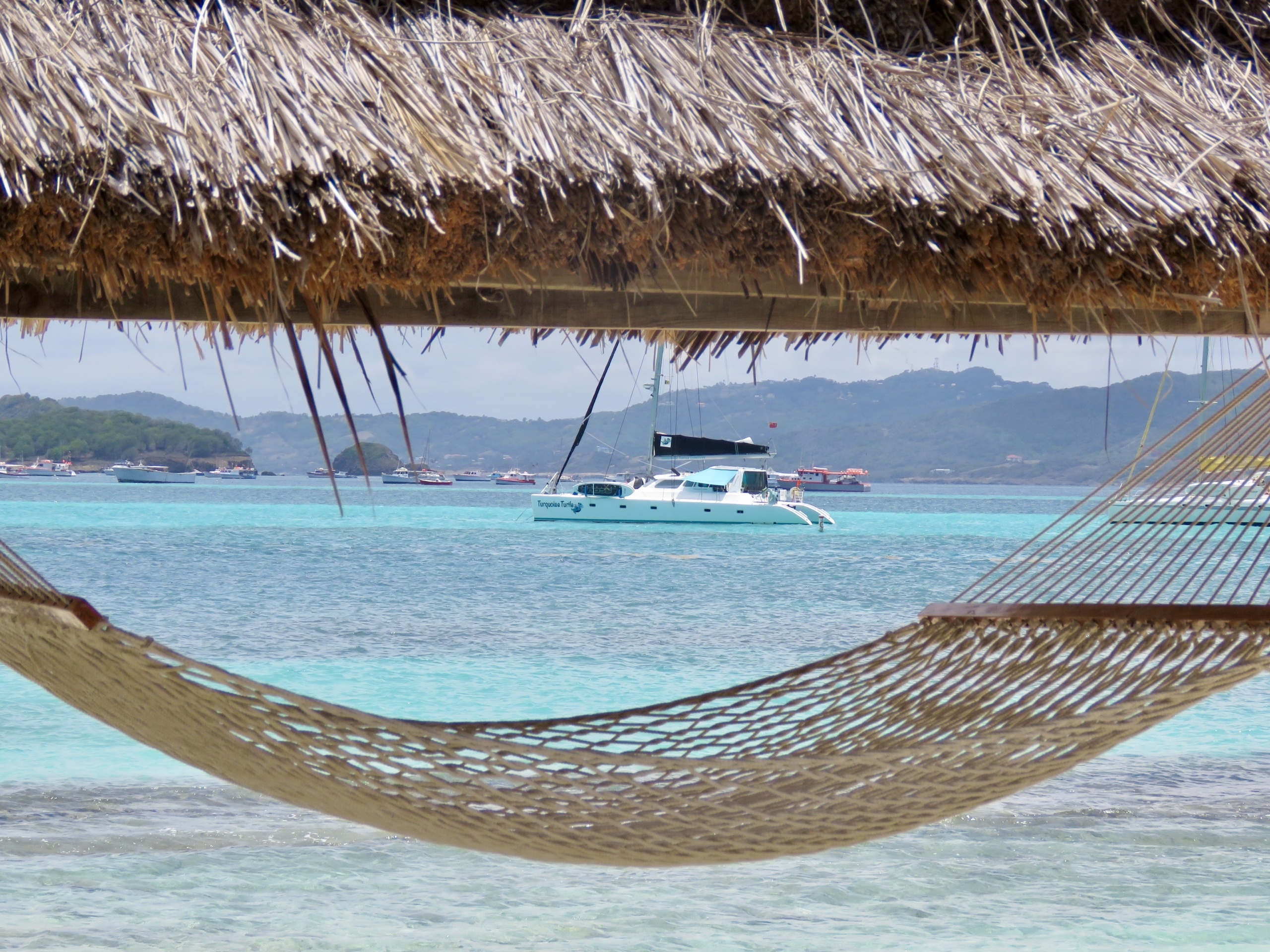 Turquoise Turtle floats on turquoise water behind a hammock